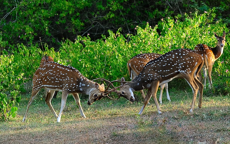 Deers by maka magnolia