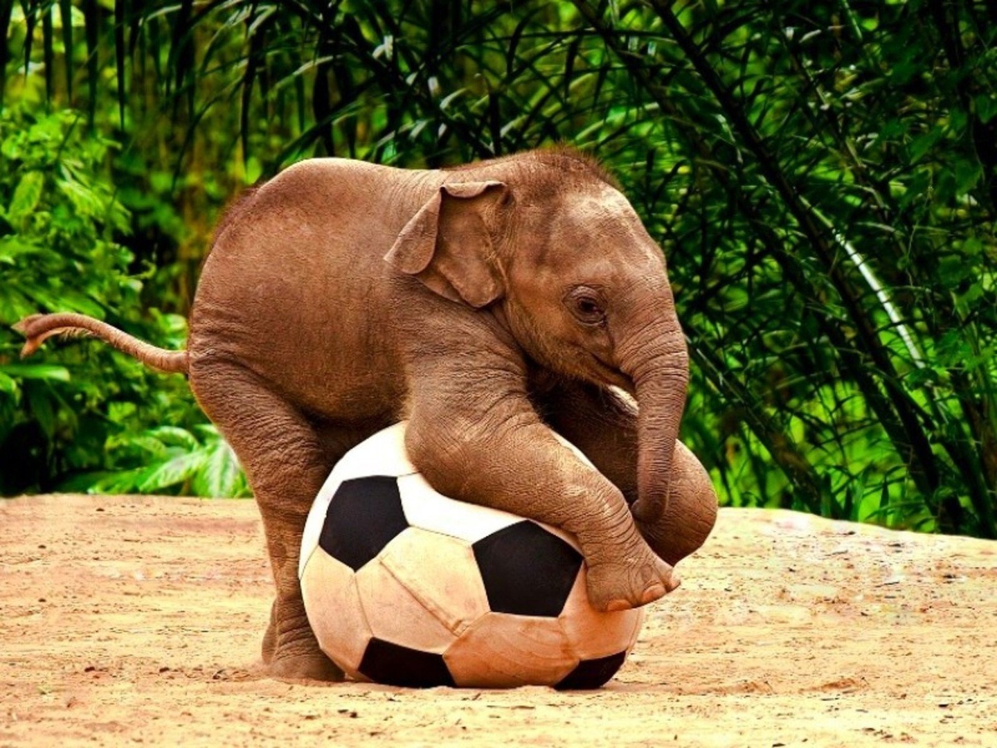 Elephant by maka magnolia