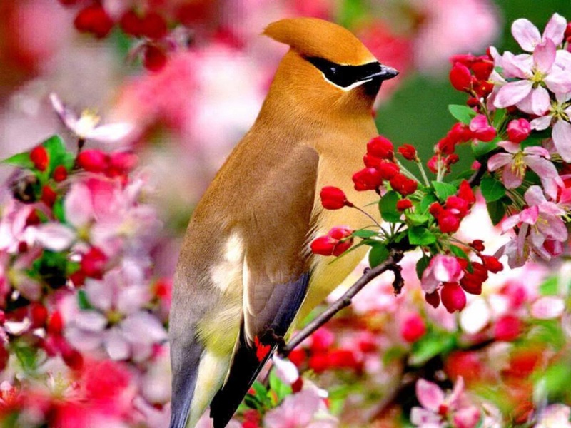 Bird by maka magnolia