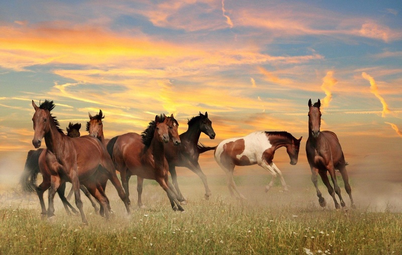 Horses by maka magnolia