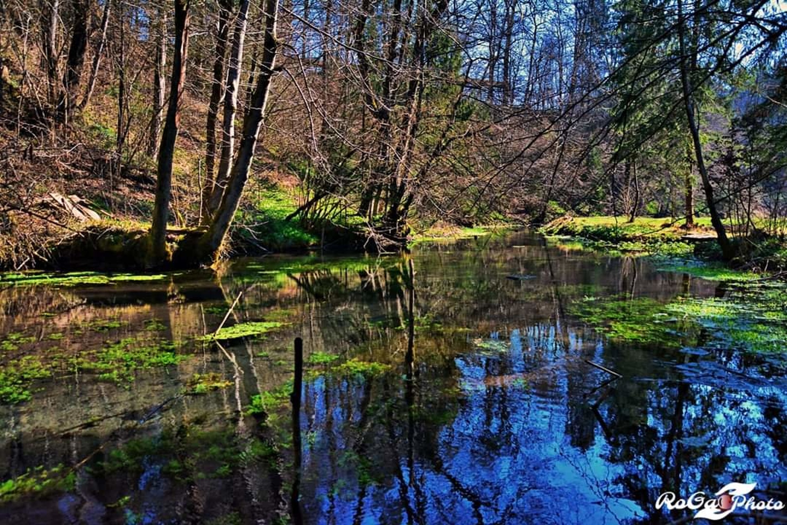 Sanjska modrina by Robert Gartner
