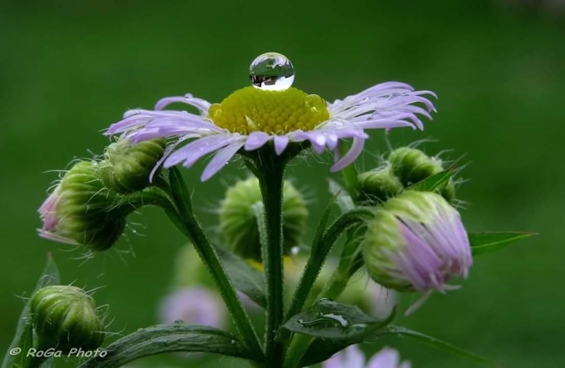 Kapljica na glavi by Robert Gartner