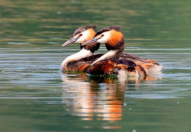 Čopasti ponirek by Marinko Bera