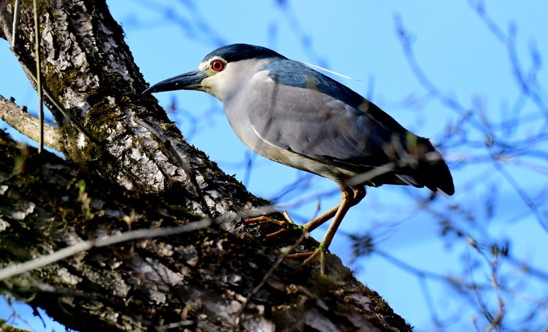 Kvakač by Marinko Bera