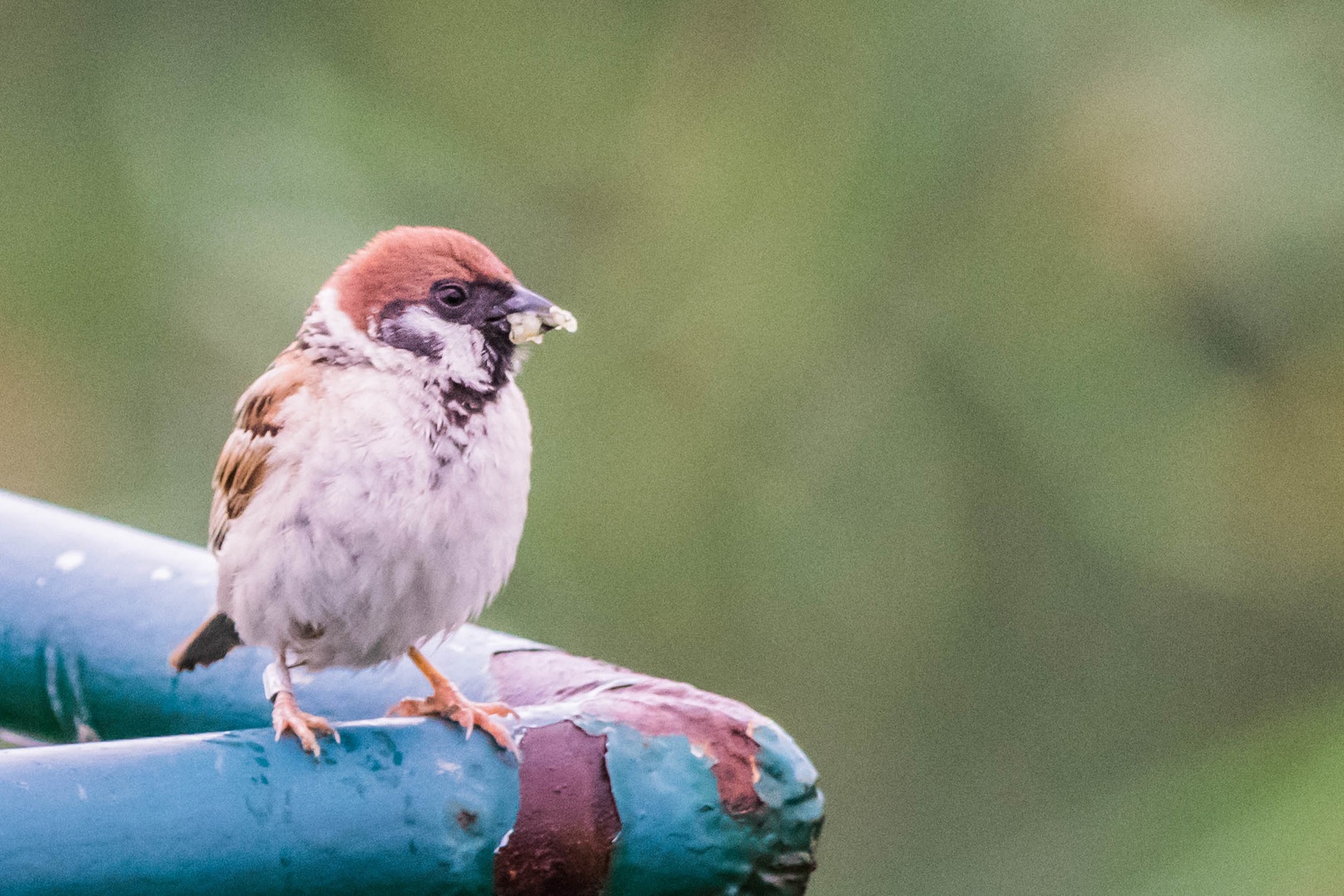 Dober tek by Bernard Veršič