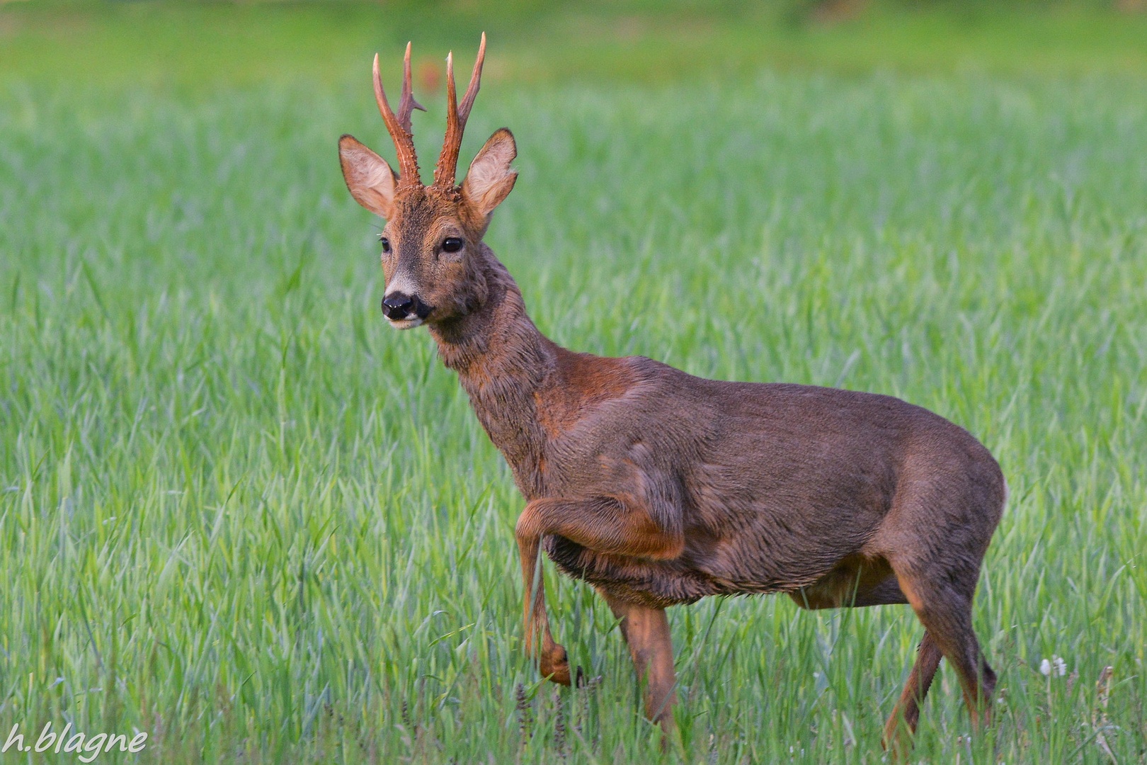 Capreolus capreolus by Heinrich Blagne