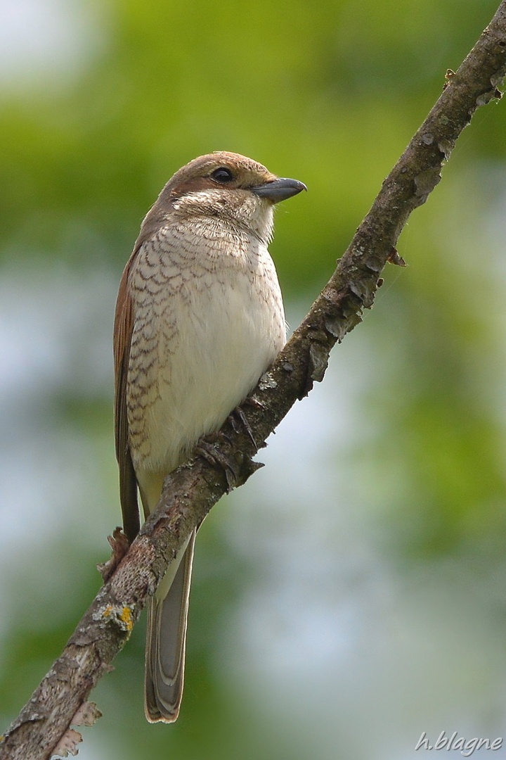 Lanius collurio by Heinrich Blagne