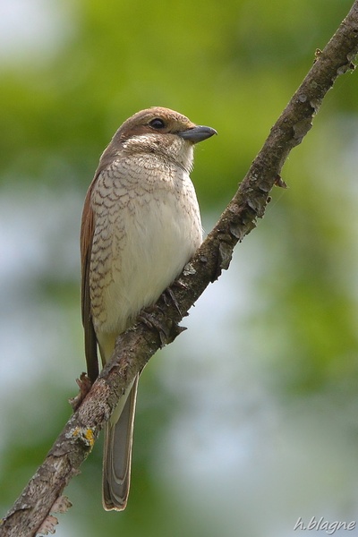 Lanius collurio by Heinrich Blagne