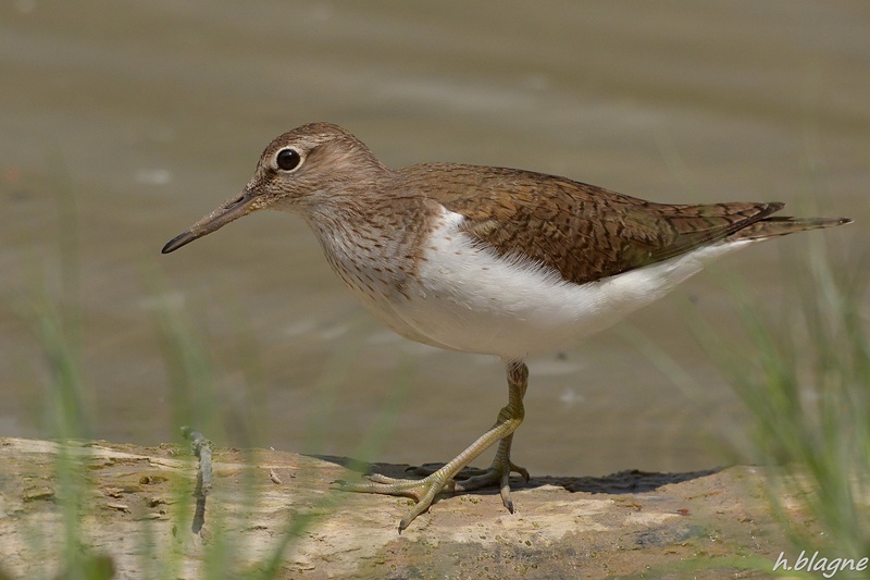 Tringa hypoleucos by Heinrich Blagne