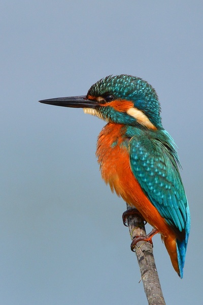 Kingfisher by Heinrich Blagne