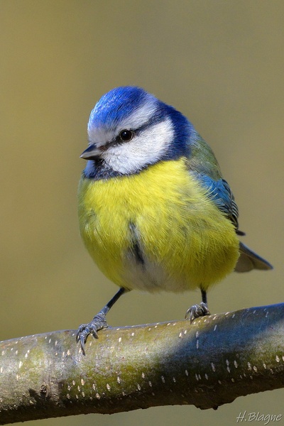 Plavček Cyanistes caeruleus by Heinrich Blagne