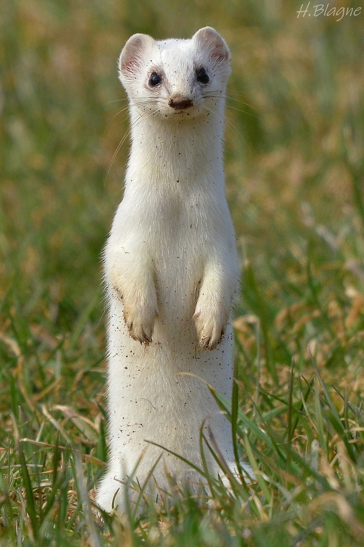 Mustela erminea by Heinrich Blagne
