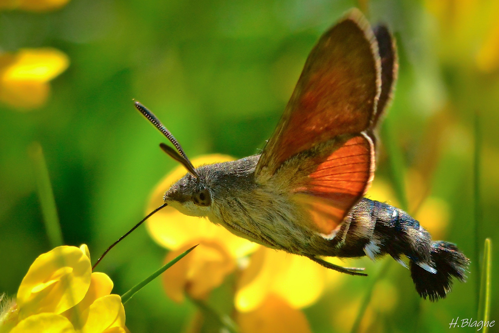Velerilec (Macroglossum stellatarum) by Heinrich Blagne