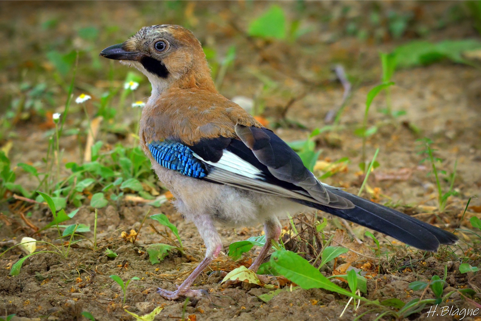 Šoja Garrulus glandarius by Heinrich Blagne