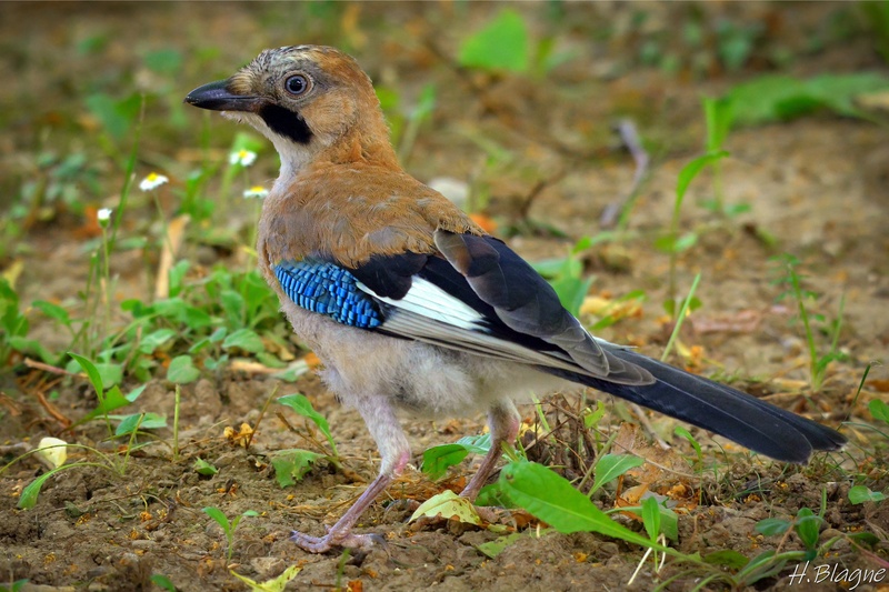 Šoja Garrulus glandarius by Heinrich Blagne