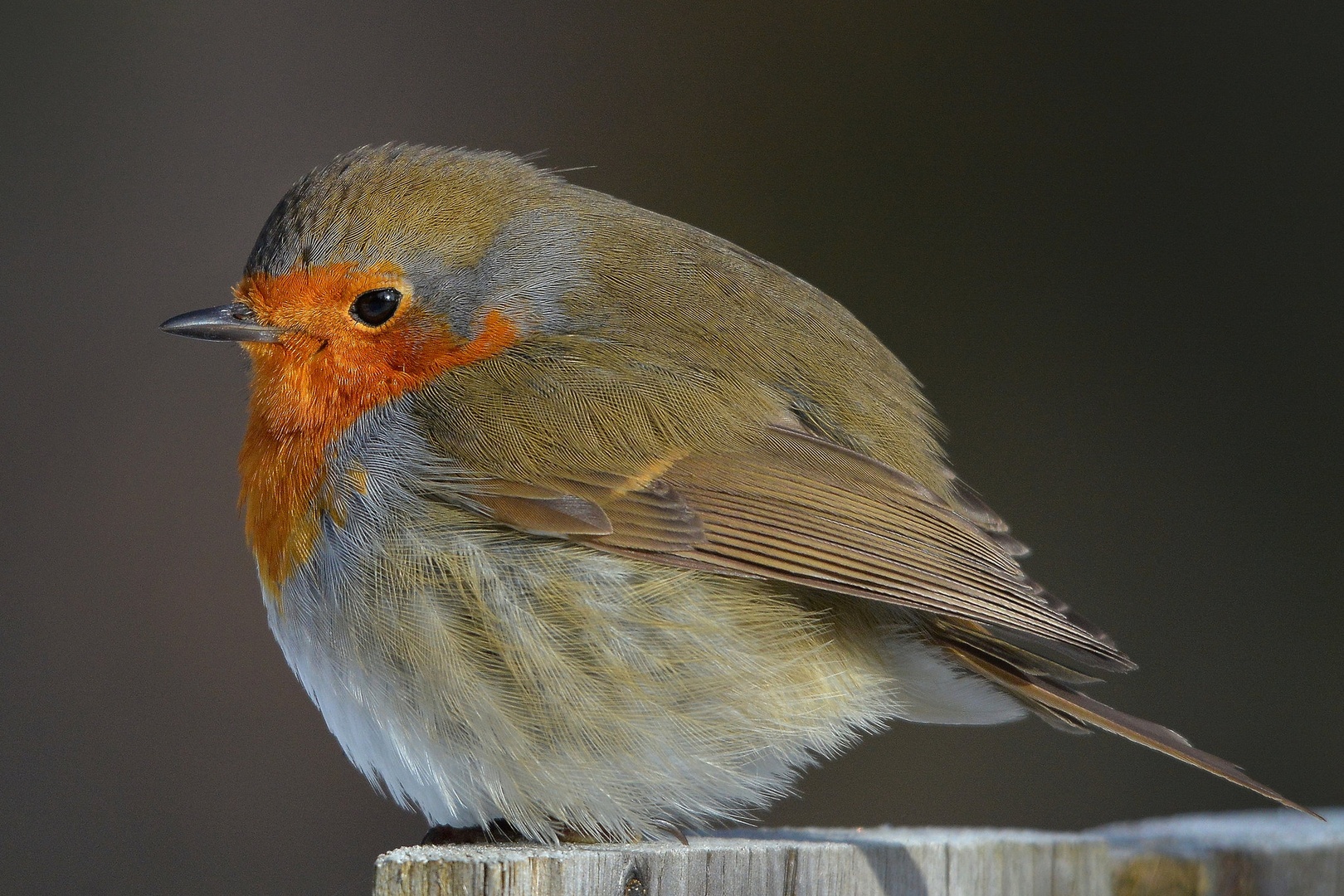 Taščica - Erithacus rubecula by Heinrich Blagne