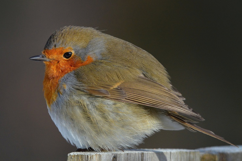 Taščica - Erithacus rubecula by Heinrich Blagne