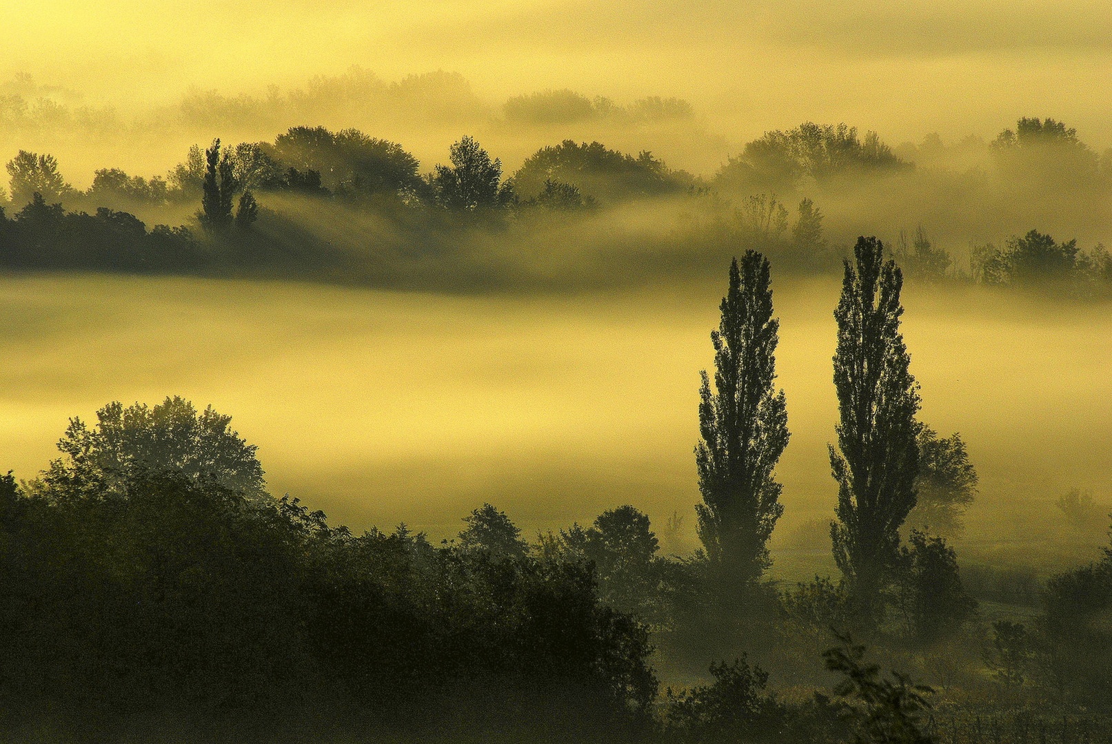 Megleno jutro by Miloš Vodopivec