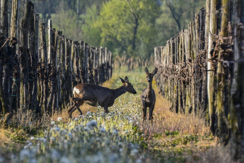 Jutro v vinogradu by Miloš Vodopivec