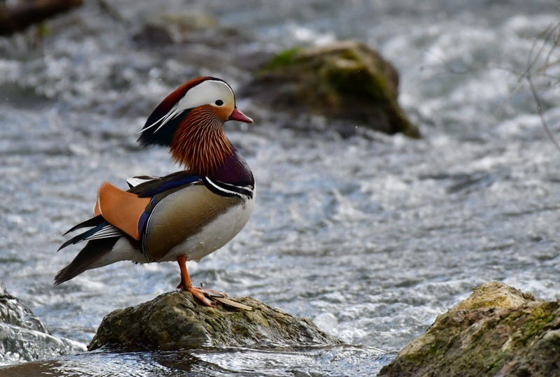 Mandarinka (Aix galericulata) - samec by Egon Cokan