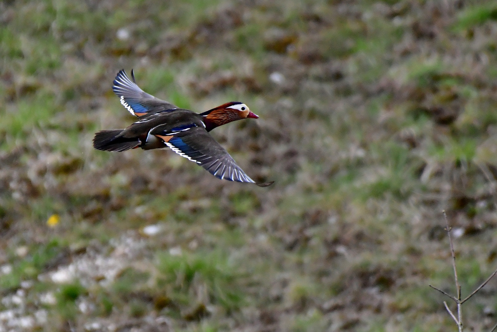 Mandarinka (Aix galericulata) - samec by Egon Cokan