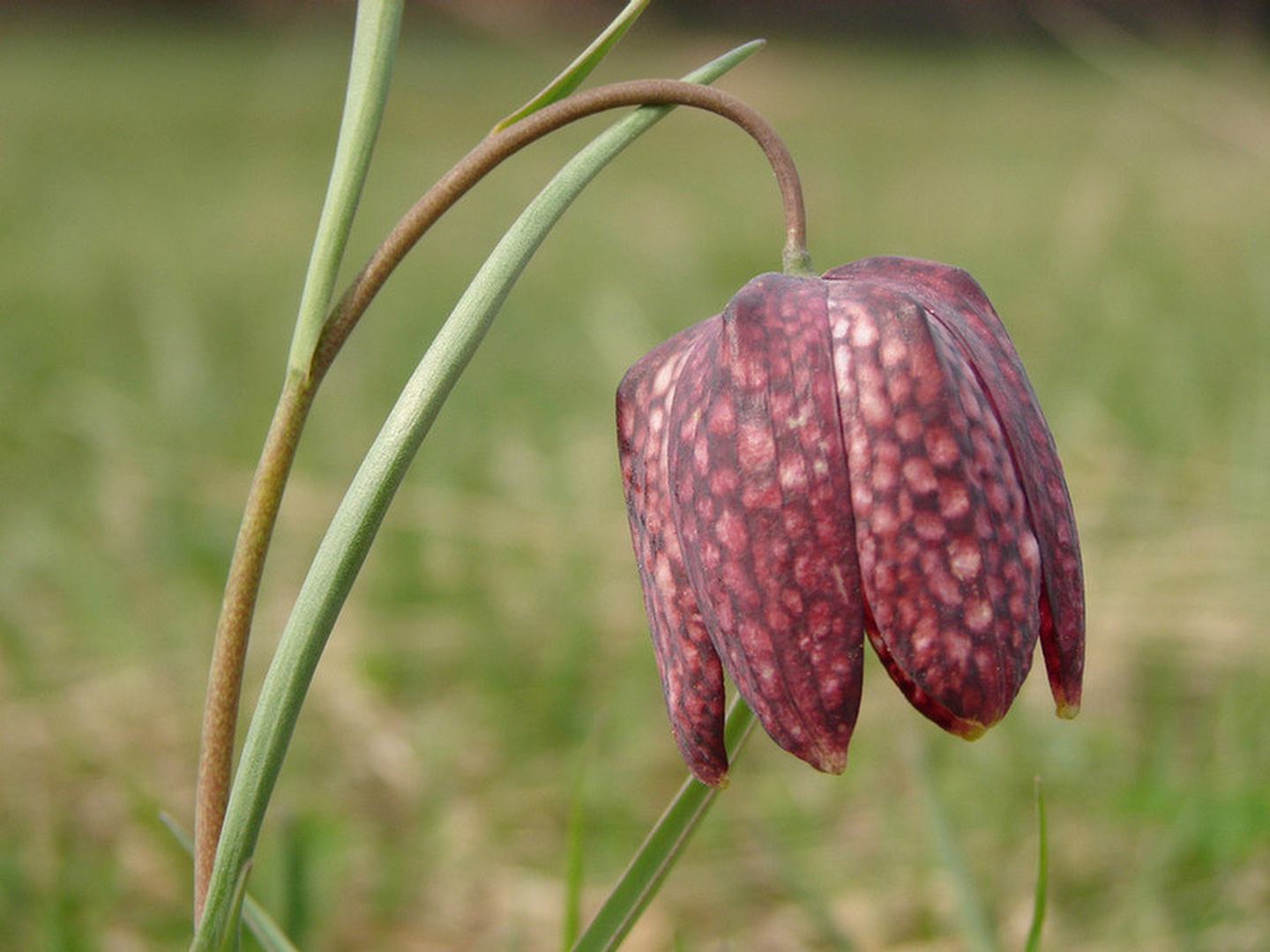 Tulipan by