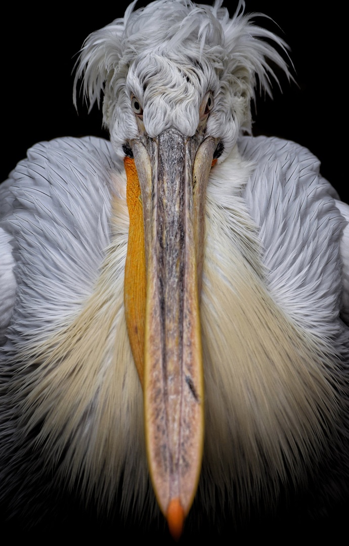 Kodrasti pelikan (Pelecanus crispus) by Anže Kranjčič