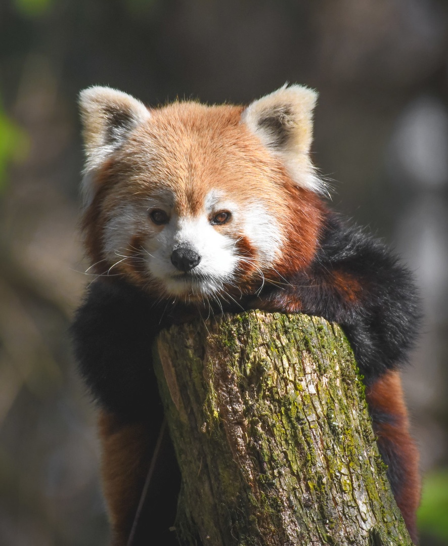 Mačji panda by Tinkara Senica