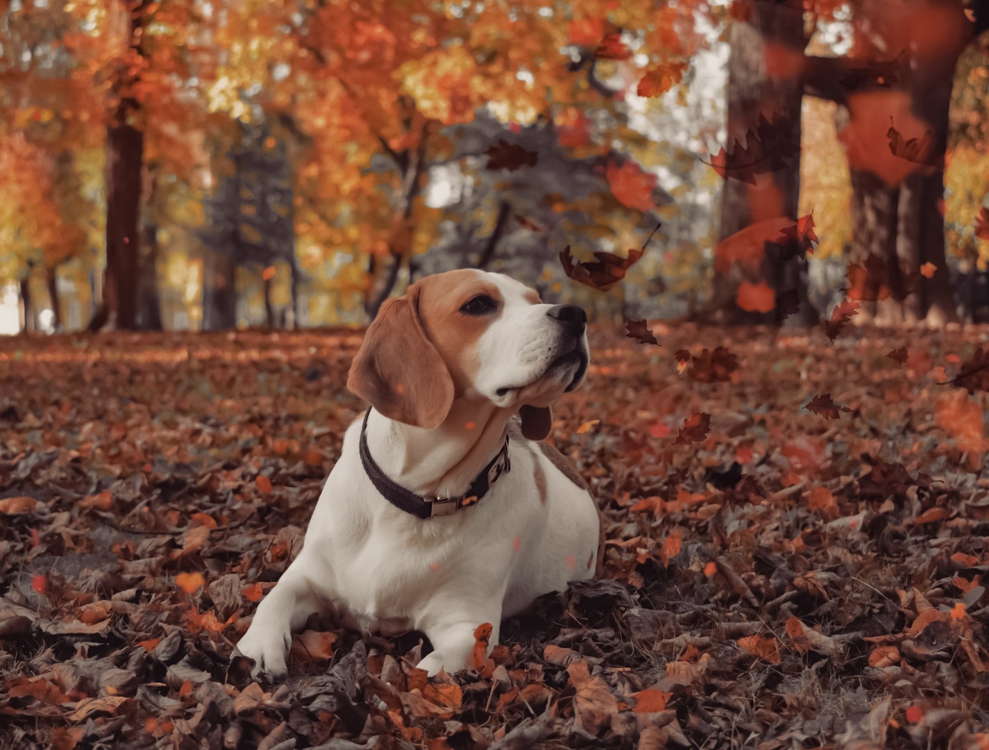 Beagle by Tinkara Senica