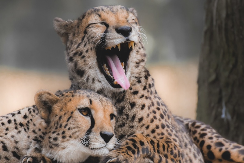 Smile by Tinkara Senica
