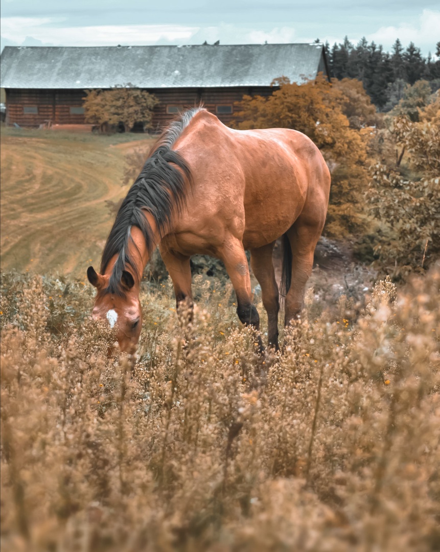 Na paši by Tinkara Senica