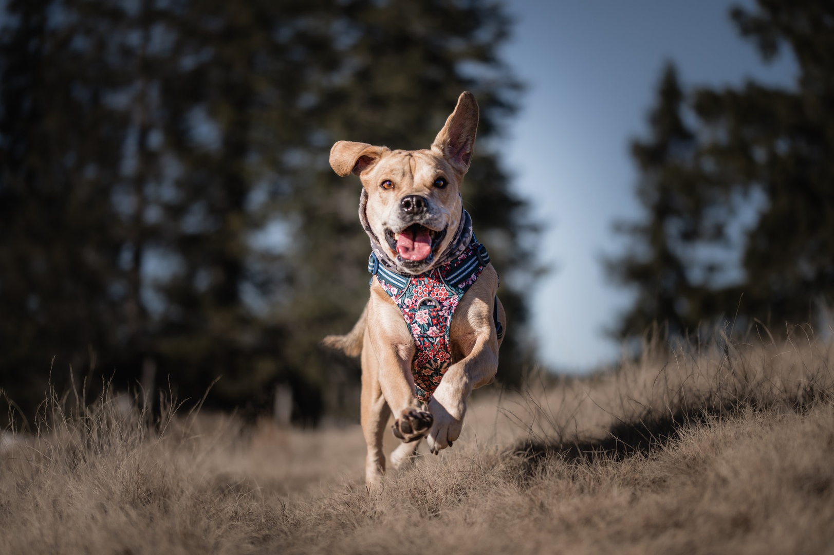 Happy dog by Jernej Založnik