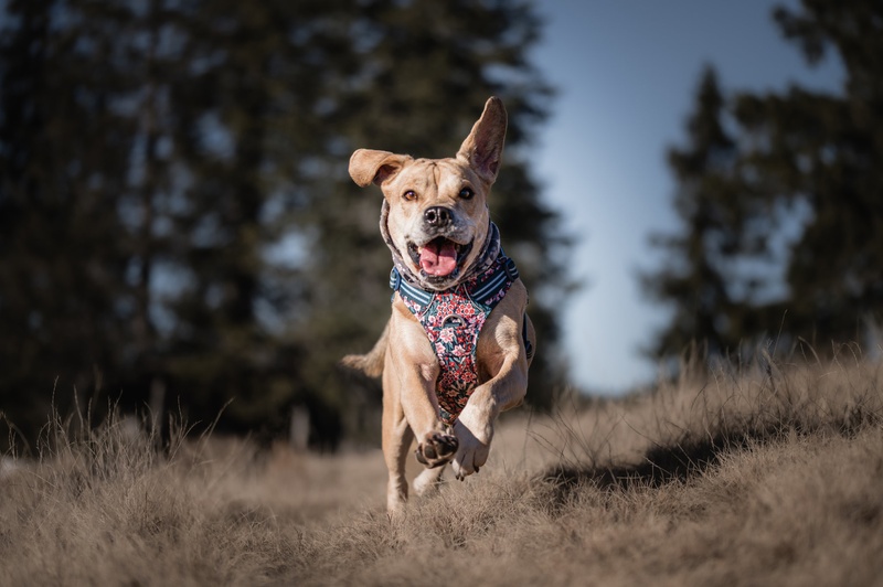 Happy dog by Jernej Založnik