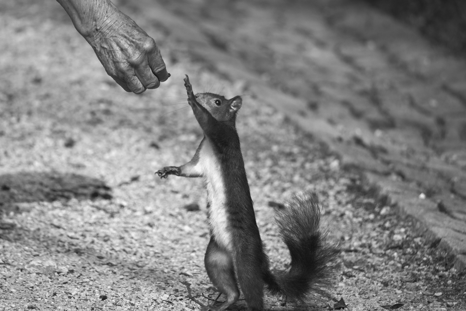 Podaj mi lešnik by Matej Omahen