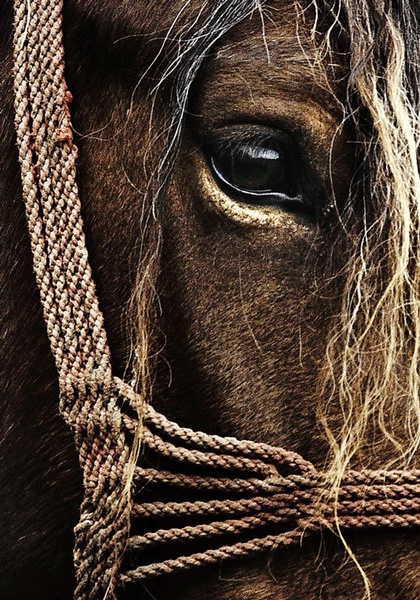 Working horse by Dan Briški