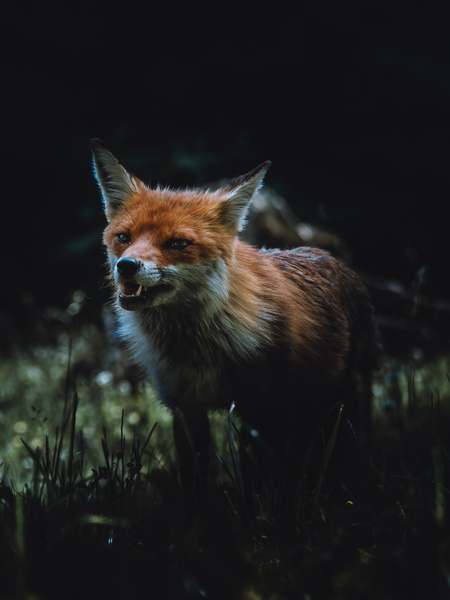 Vulpe vulpes by dejan kravanja