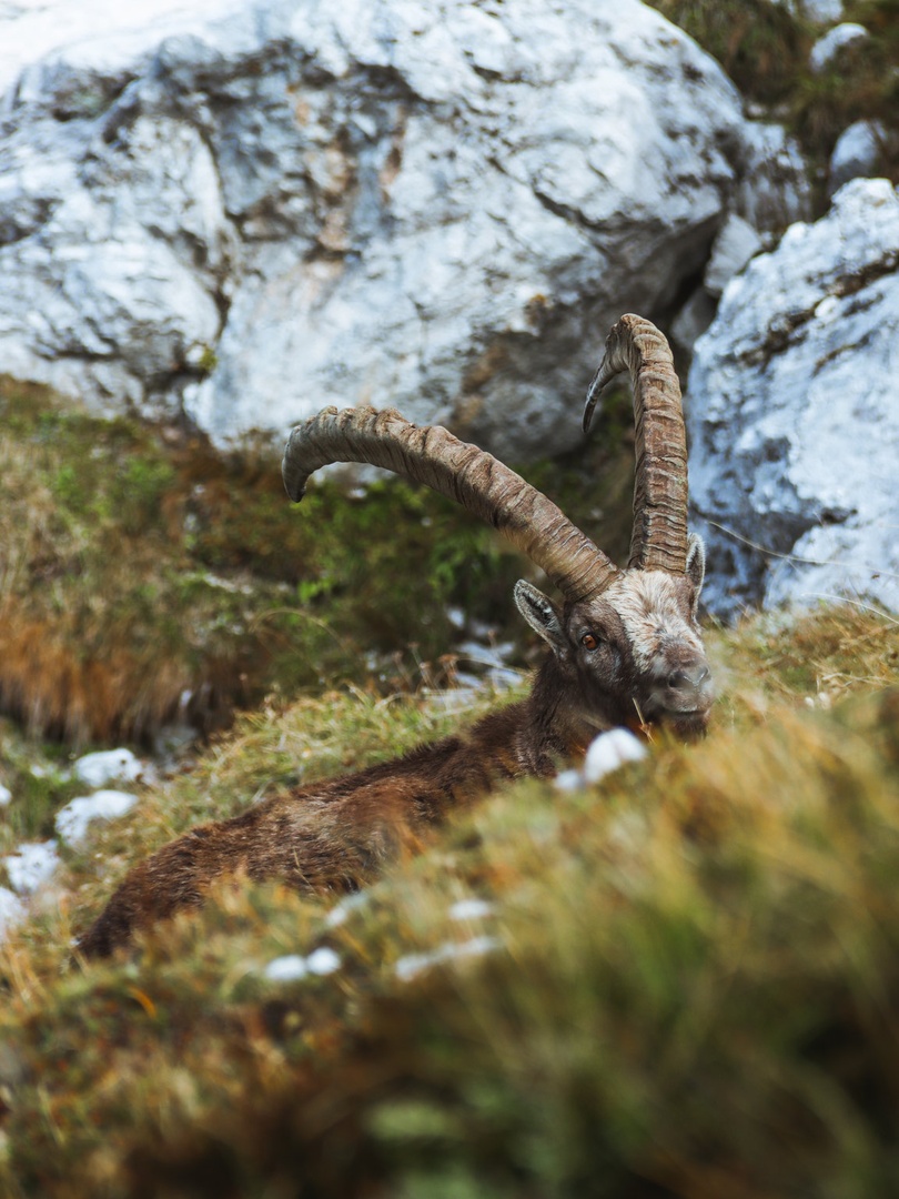 King of the Alps. - Capra ibex by dejan kravanja