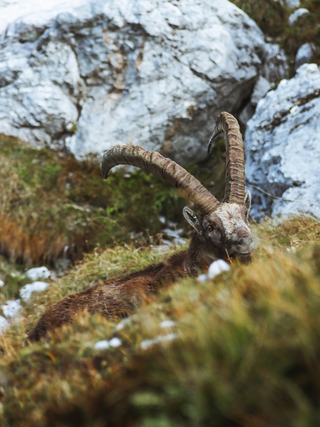King of the Alps. - Capra ibex by dejan kravanja