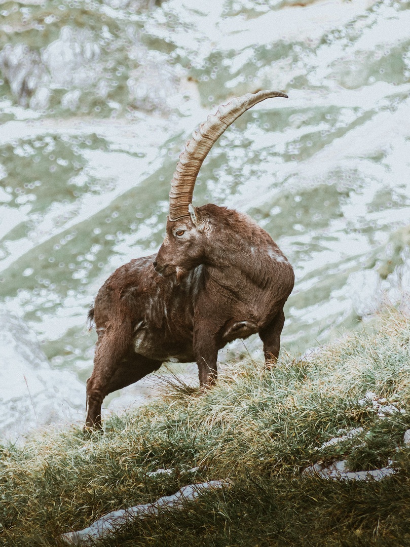 Capra ibex by dejan kravanja