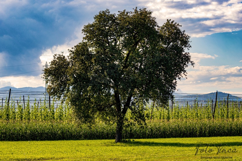 V pričakovanju jeseni by Fototinca