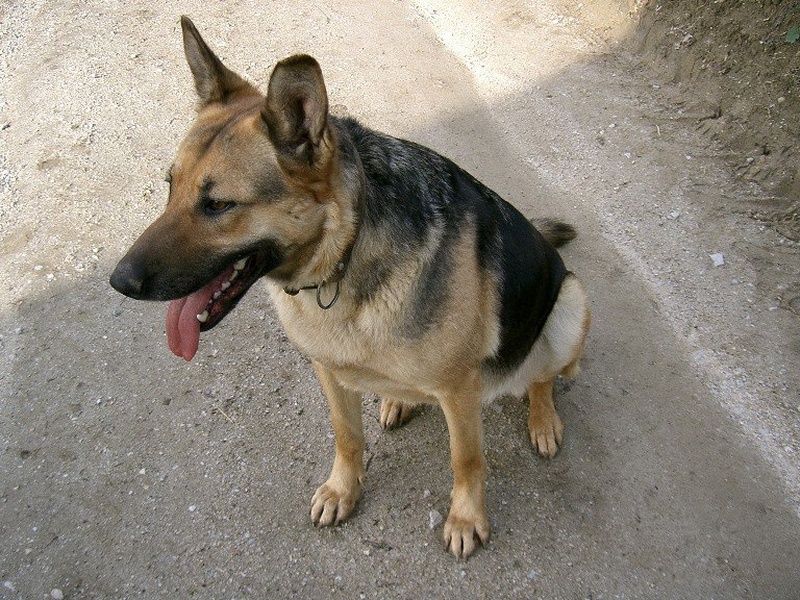 doggy by Teja