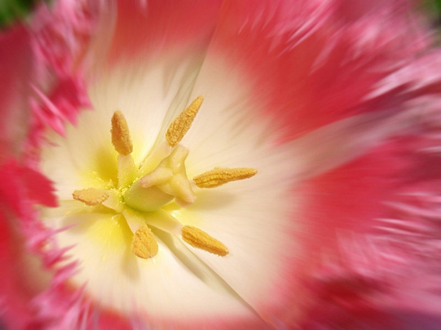 Tulipan by Teja