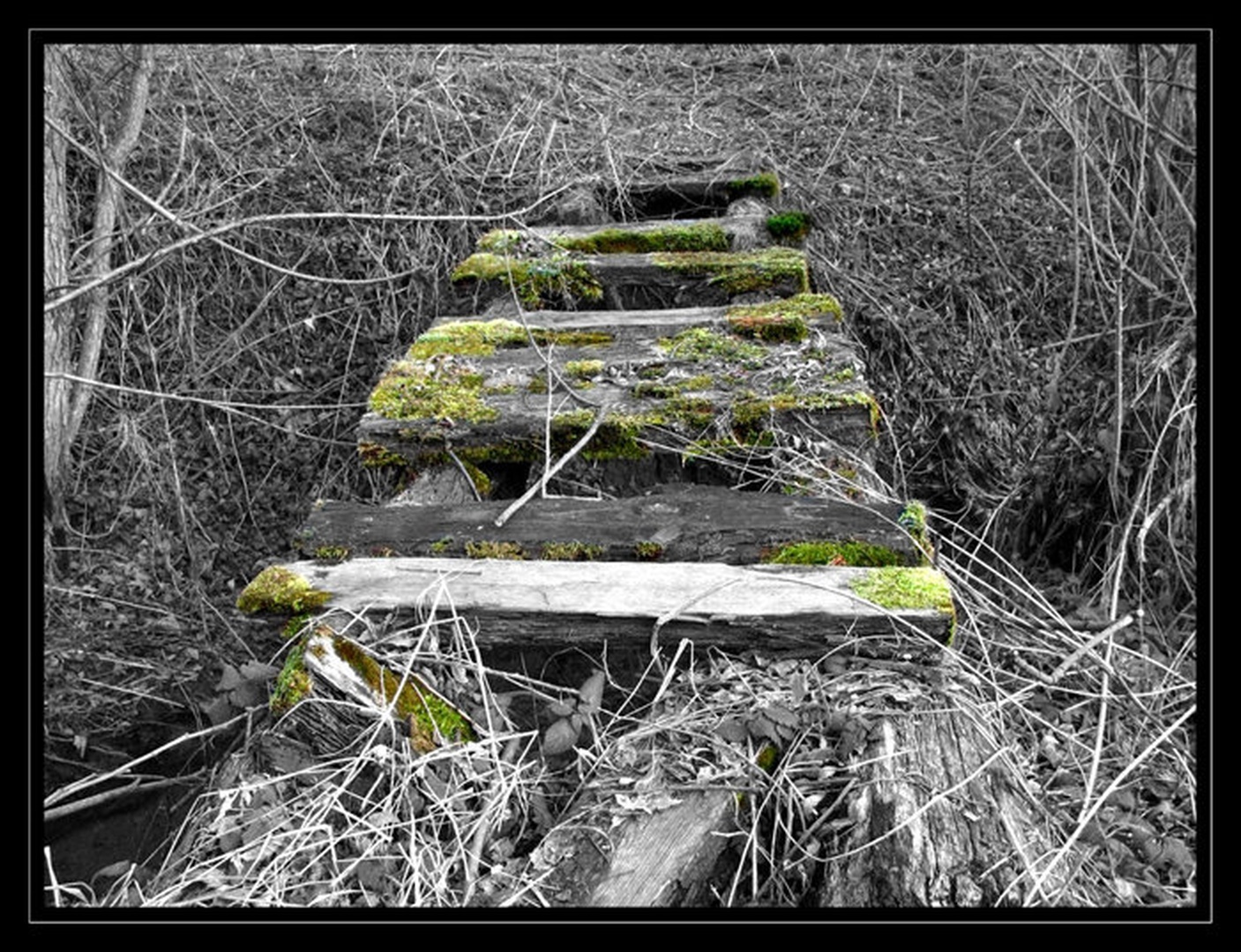 Our path by Teja