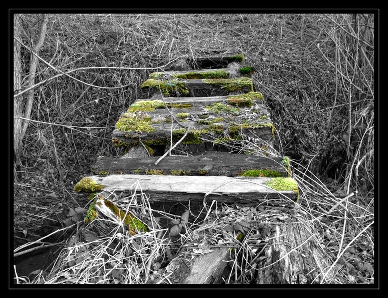 Our path by Teja