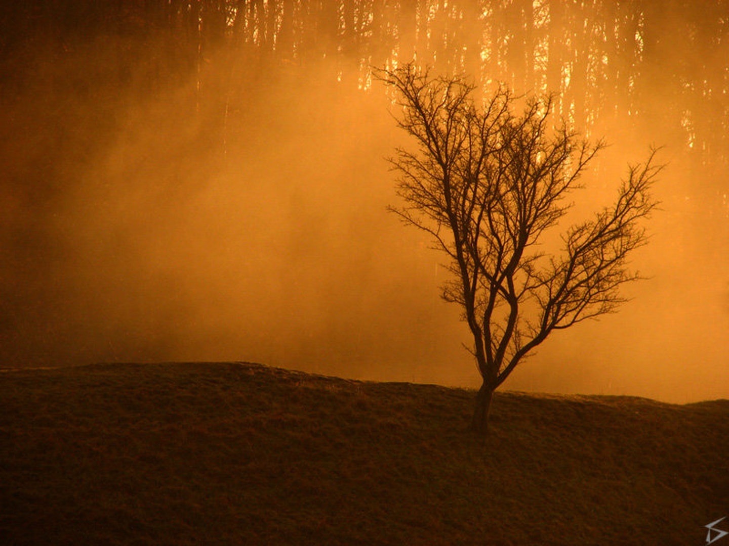 Mist by Teja