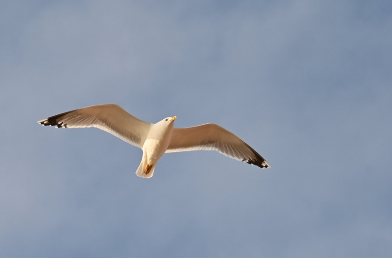 Galeb by Janez Gartner