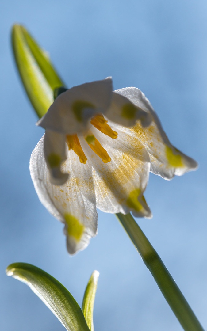 Leucojum makro by Andrej