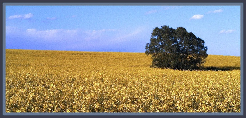 fields of gold by francg