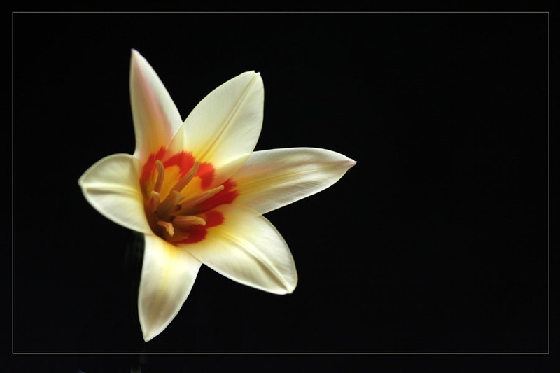 tulipan by francg