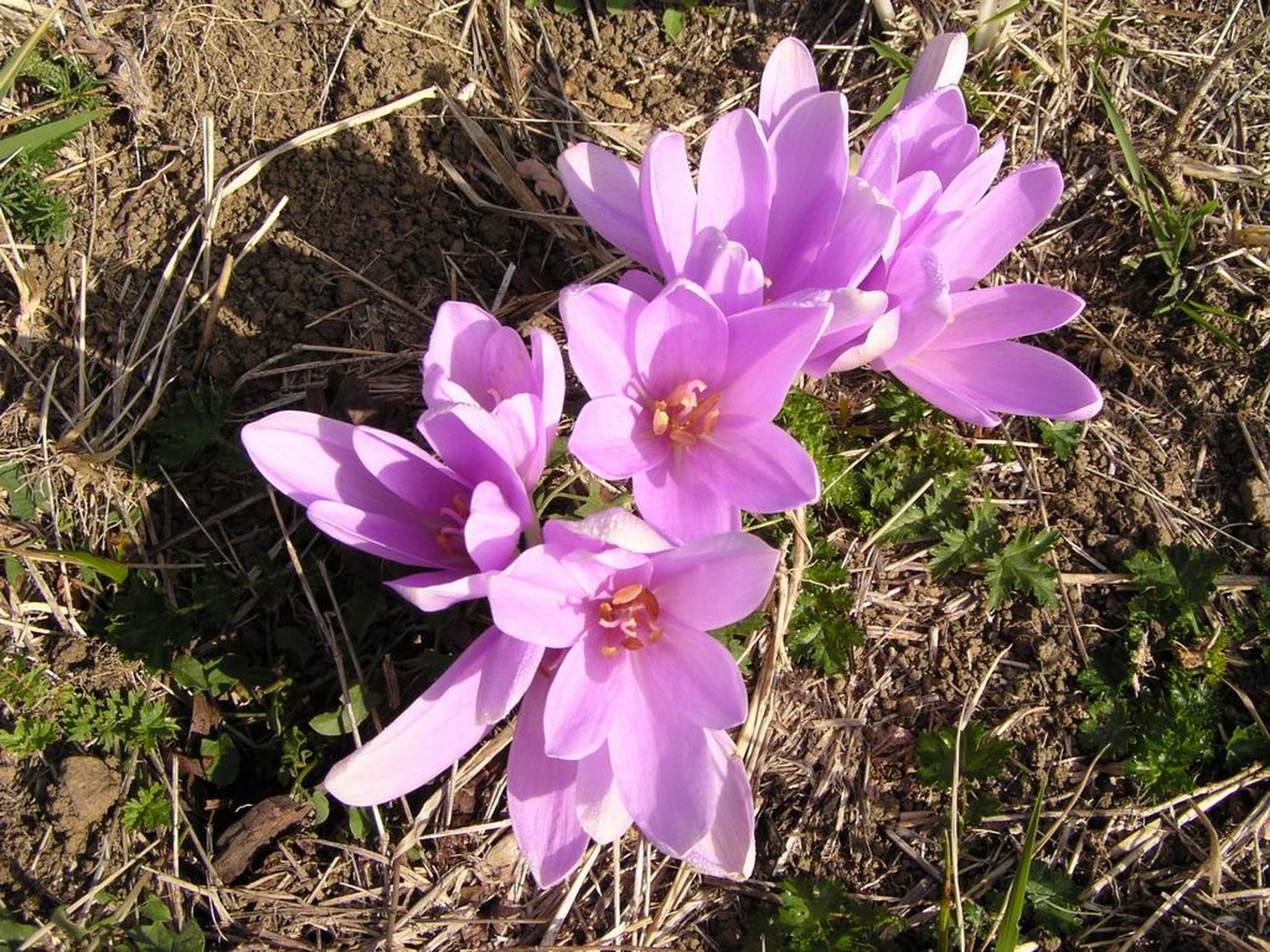 Jutranje cvetje by